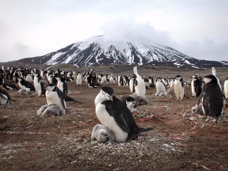 1.5 million penguins discovered on remote Antarctic islands