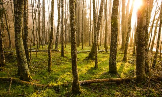 ‘Exotic trees taking toll on wildlife’