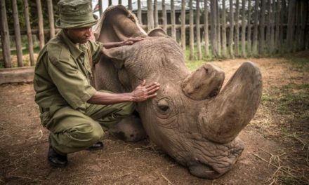 World’s last male northern white rhino dies