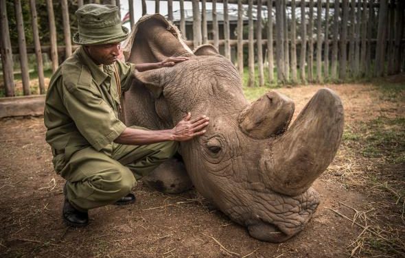 World’s last male northern white rhino dies
