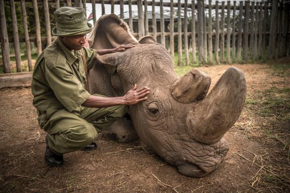 World’s last male northern white rhino dies