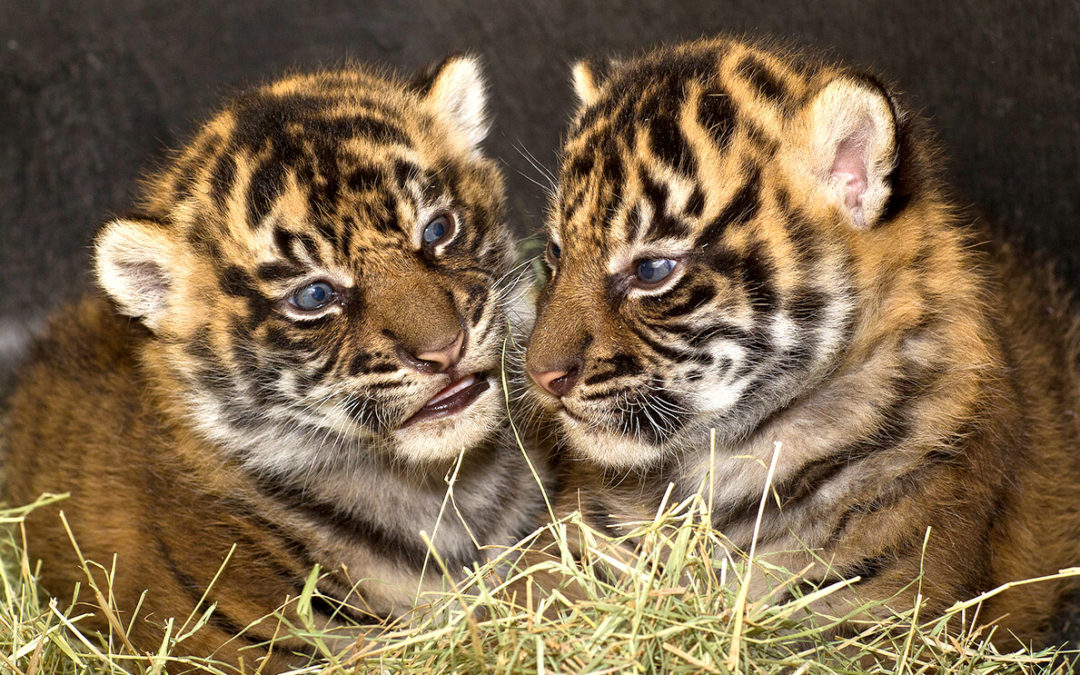 Not a problem animal, yet 8-yr-old tigress, 4 cubs to be tranquillized and relocated