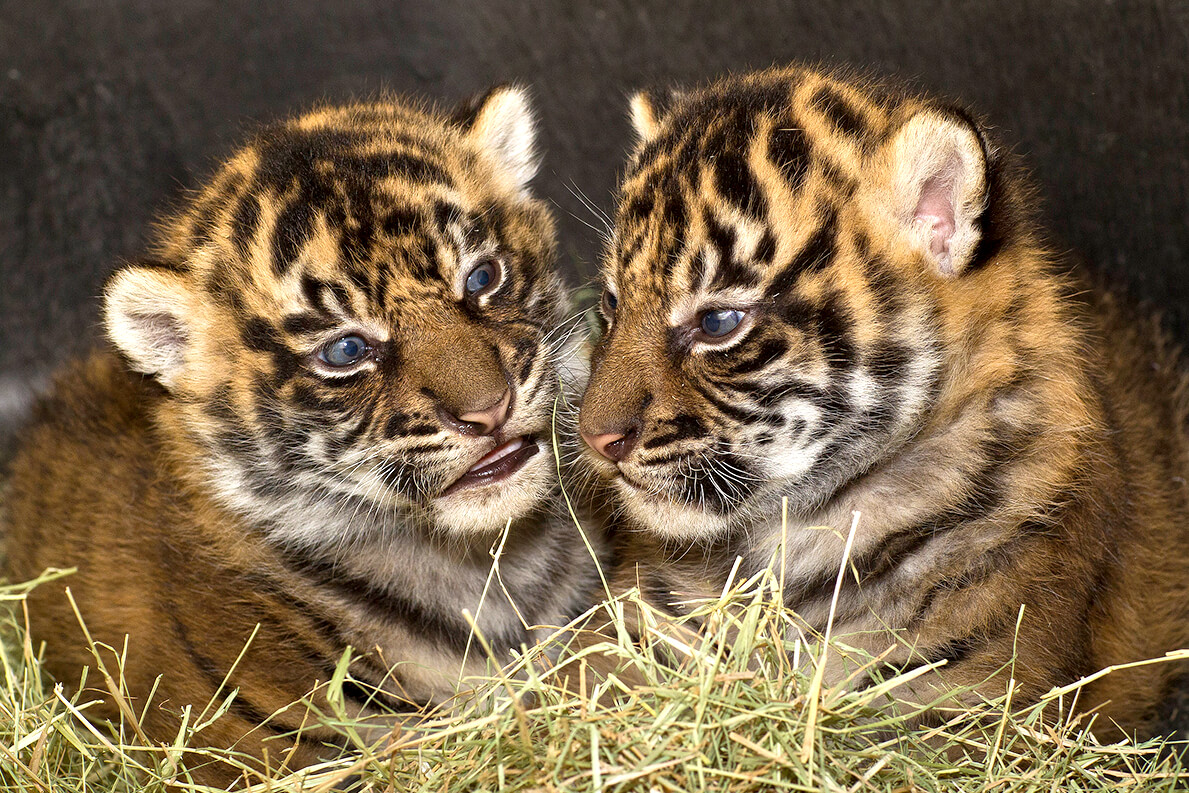 Not a problem animal, yet 8-yr-old tigress, 4 cubs to be tranquillized and relocated