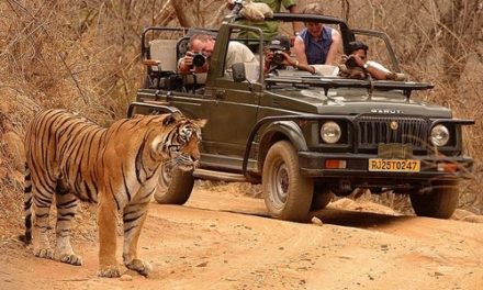 Travel guide to Ranthambore National Park