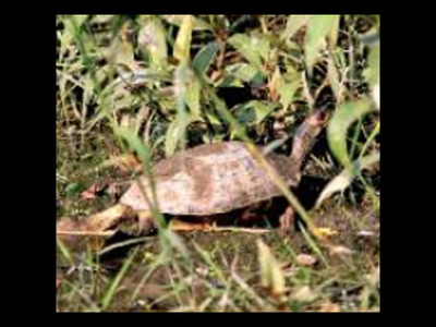 New breeding ground for roofed turtles in North Bengal