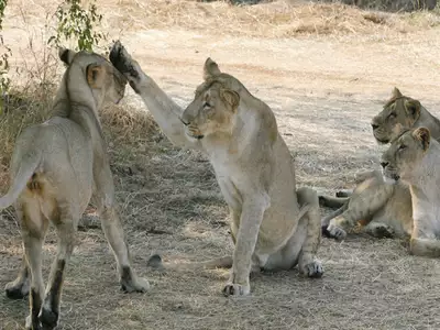 The king of jungle gets peanuts in Gujarat