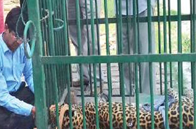 Leopard gets a life-saving ride on motorbike in UP