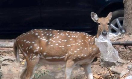 Forest department to rescue 30 deer in Taramani