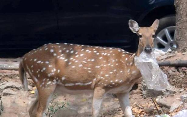 Forest department to rescue 30 deer in Taramani