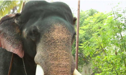 Thiruvambadi Sivasundar a divine pachyderm