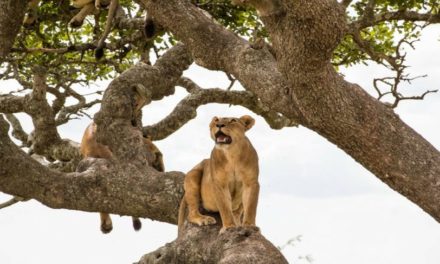 Meet the game-changing lionesses who rule Serengeti