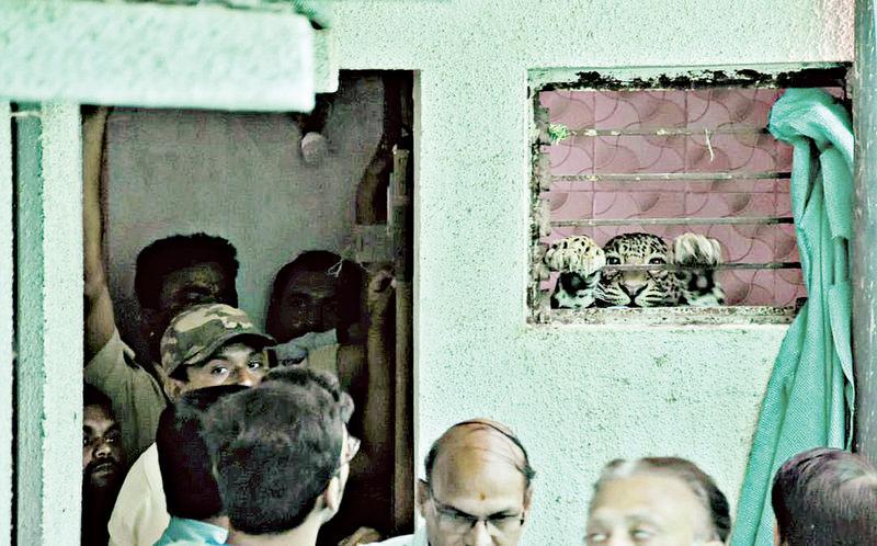Leopard enters bathroom near Hingna, rescued after 5-hour operations