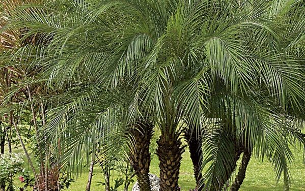 Growing Oil Palm Threat to India’s Biodiversity