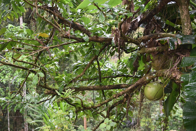 Sri Lanka’s Pitekele utilizes agroforestery to boost its biodiversity