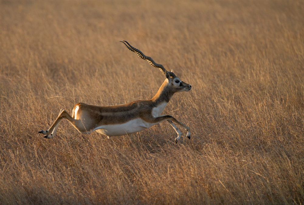 Blackbuck poaching cases in MP crawling since 1972