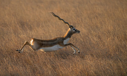 Blackbuck poaching cases in MP crawling since 1972