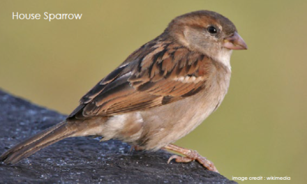 Sparrows of India!