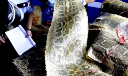 Illegal wildlife trade is one of the biggest threats to endangered species