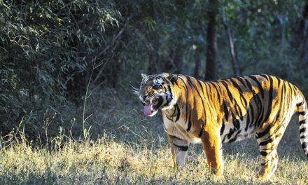 Forest personnel leave for Madhya Pradesh to study tiger behaviour