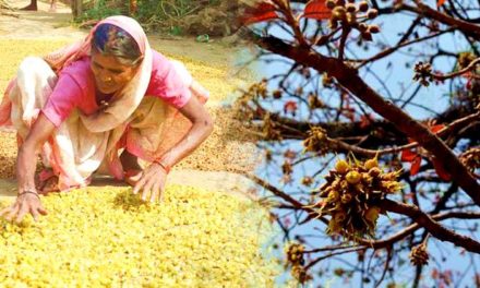 Celebrating Mahua and livelihoods: How to reap benefits from Indian forests