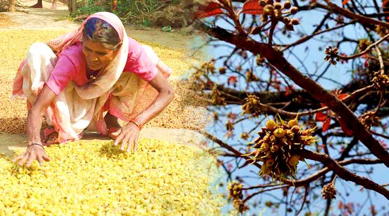 Celebrating Mahua and livelihoods: How to reap benefits from Indian forests