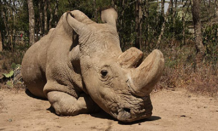 The World’s Last Male Northern White Rhino is No More. Now What?