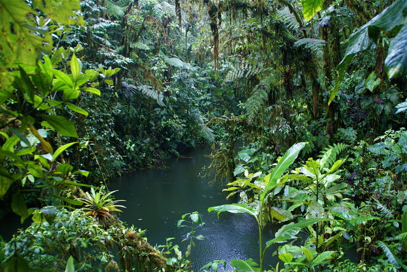 To prevent collapse of tropical forests, protect their shape