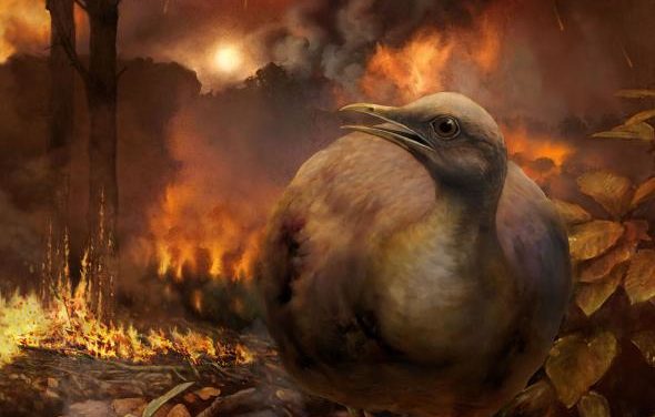 How Did Dino-Era Birds Survive the Asteroid ‘Apocalypse’?