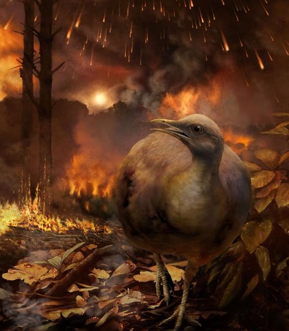 How Did Dino-Era Birds Survive the Asteroid ‘Apocalypse’?