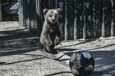 ‘Over 300 mammal species yet to be discovered’