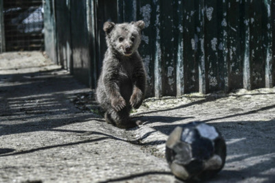 ‘Over 300 mammal species yet to be discovered’