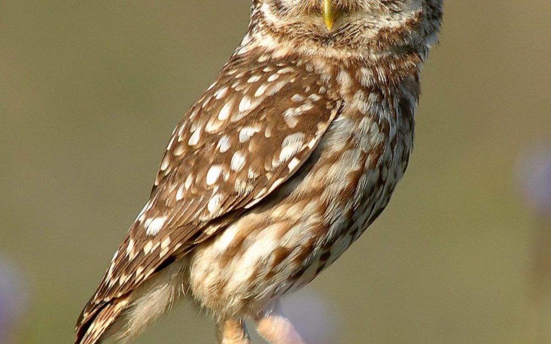 Cat lovers at Google are to blame for dwindling burrowing owl population, say wildlife activists