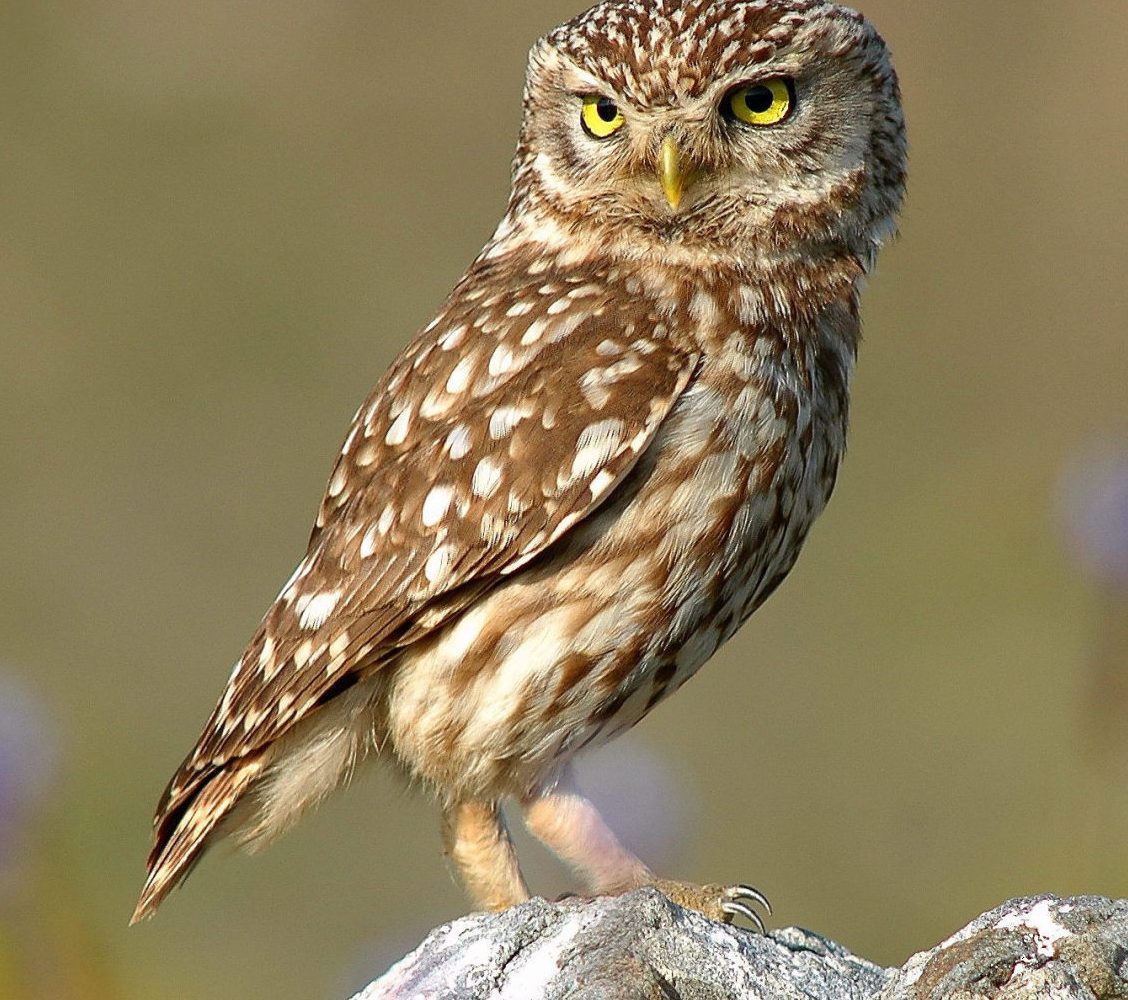 Cat lovers at Google are to blame for dwindling burrowing owl population, say wildlife activists