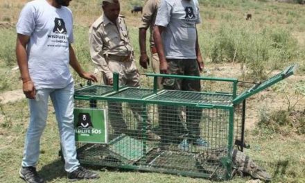 Crocodile released into Chambal after village stint