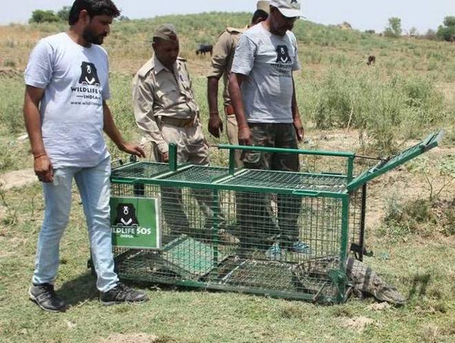 Crocodile released into Chambal after village stint