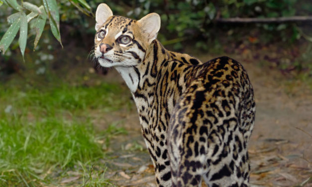 In latest attack on wildlife, FWS erodes protections for endangered animals from developers