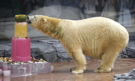 First Polar Bear Born in the Tropics Dies at 27 in Singapore Zoo