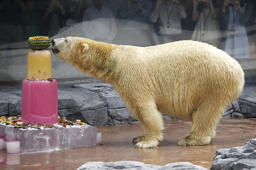 First Polar Bear Born in the Tropics Dies at 27 in Singapore Zoo