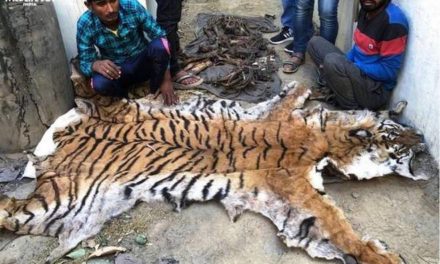 Tiger skin, bones seized from poachers in UP
