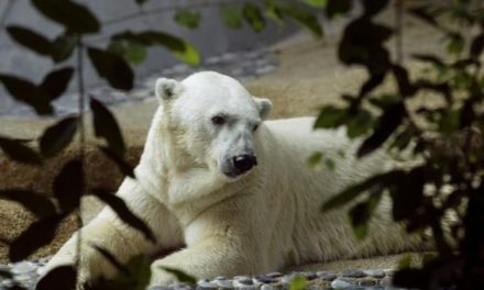 First polar bear born in the tropical dies at 27 in Singapore zoo