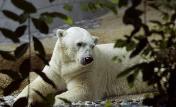 First polar bear born in the tropical dies at 27 in Singapore zoo