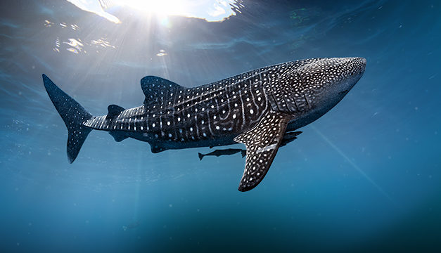 Mysterious Sea Creatures Surface in ‘Big Pacific’