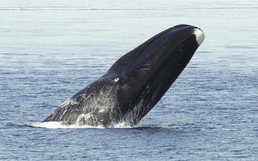 Bowhead whales sing ‘freeform jazz style songs to woo partners’, study says