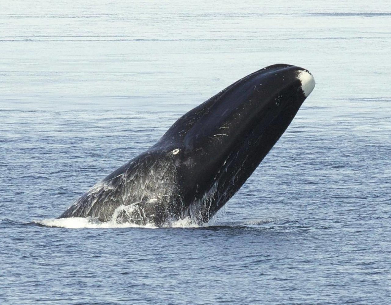 Bowhead whales sing ‘freeform jazz style songs to woo partners’, study says