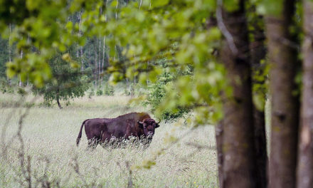 Bison released into the Carpathian Mountains in bid to re-establish iconic species in Romania