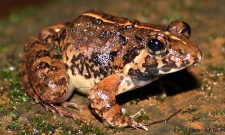 Researchers discover a new species of terrestrial frog in Goa, give it a Konkani name