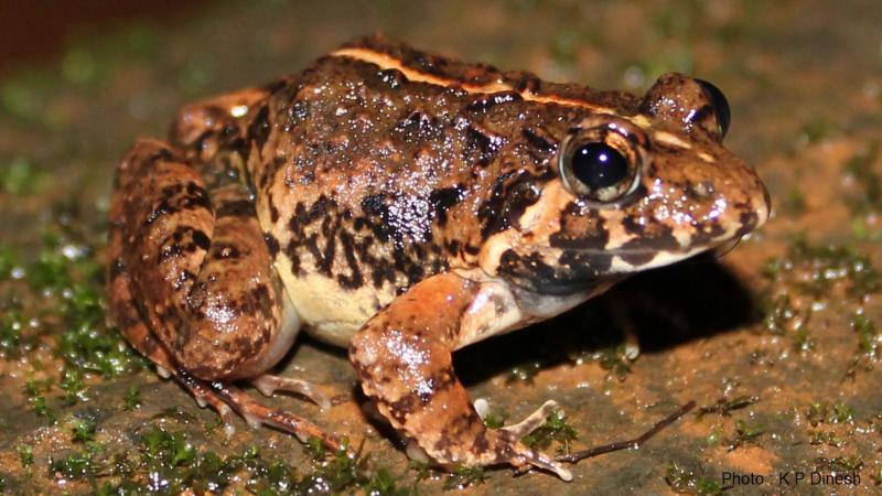 Researchers discover a new species of terrestrial frog in Goa, give it a Konkani name