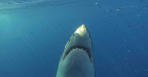 Why Protecting a Shark Nursery in the Patagonia Sea Is Crucial