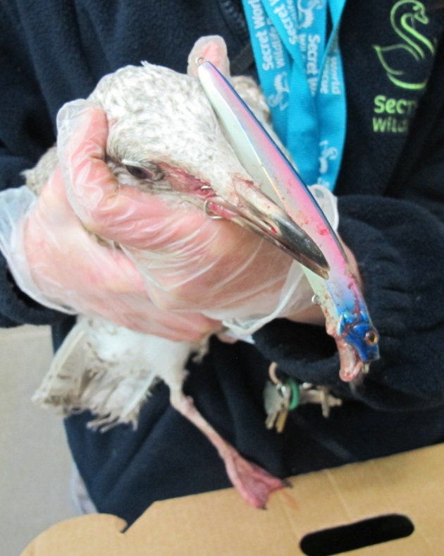 Wildlife rescue free gull following ‘miraculous’ recovery