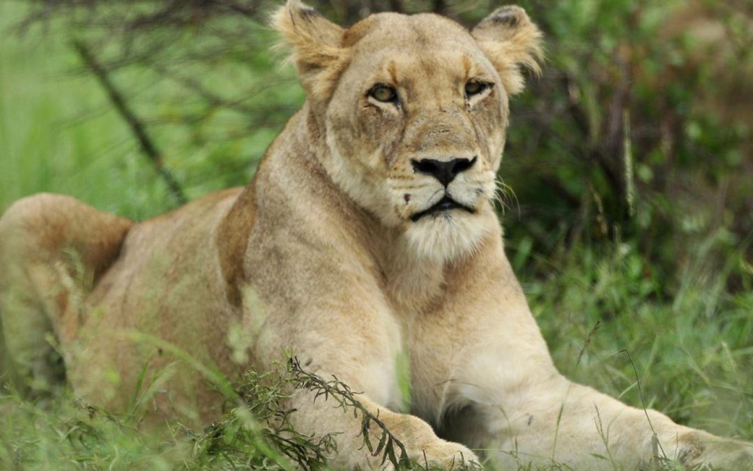 Eleven lions killed by poisoning in Uganda national park